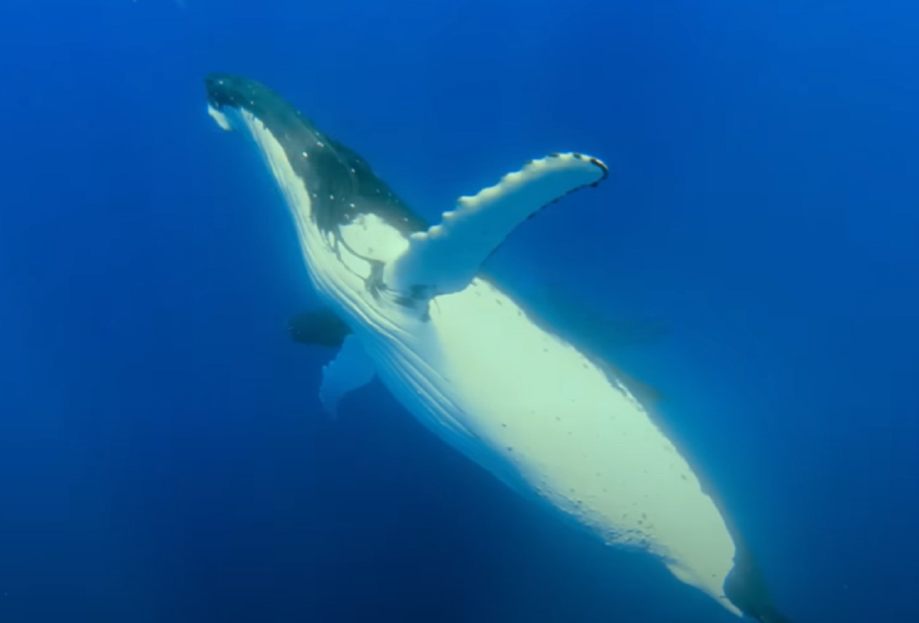 Screenshot of humpback whale - from Planet Earth (TV Series)