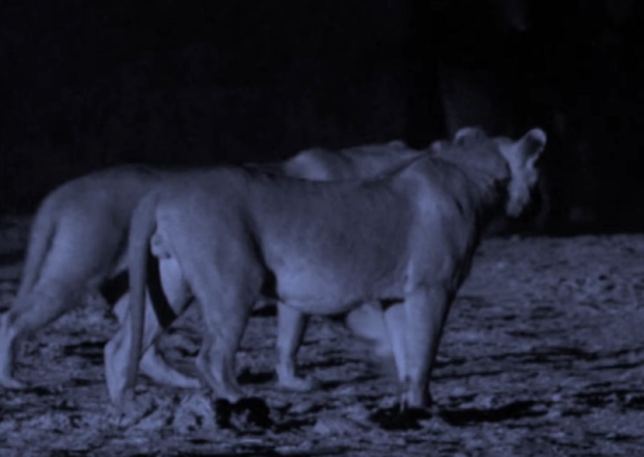 Screenshot of lions hunt at night- from Planet Earth (TV Series)