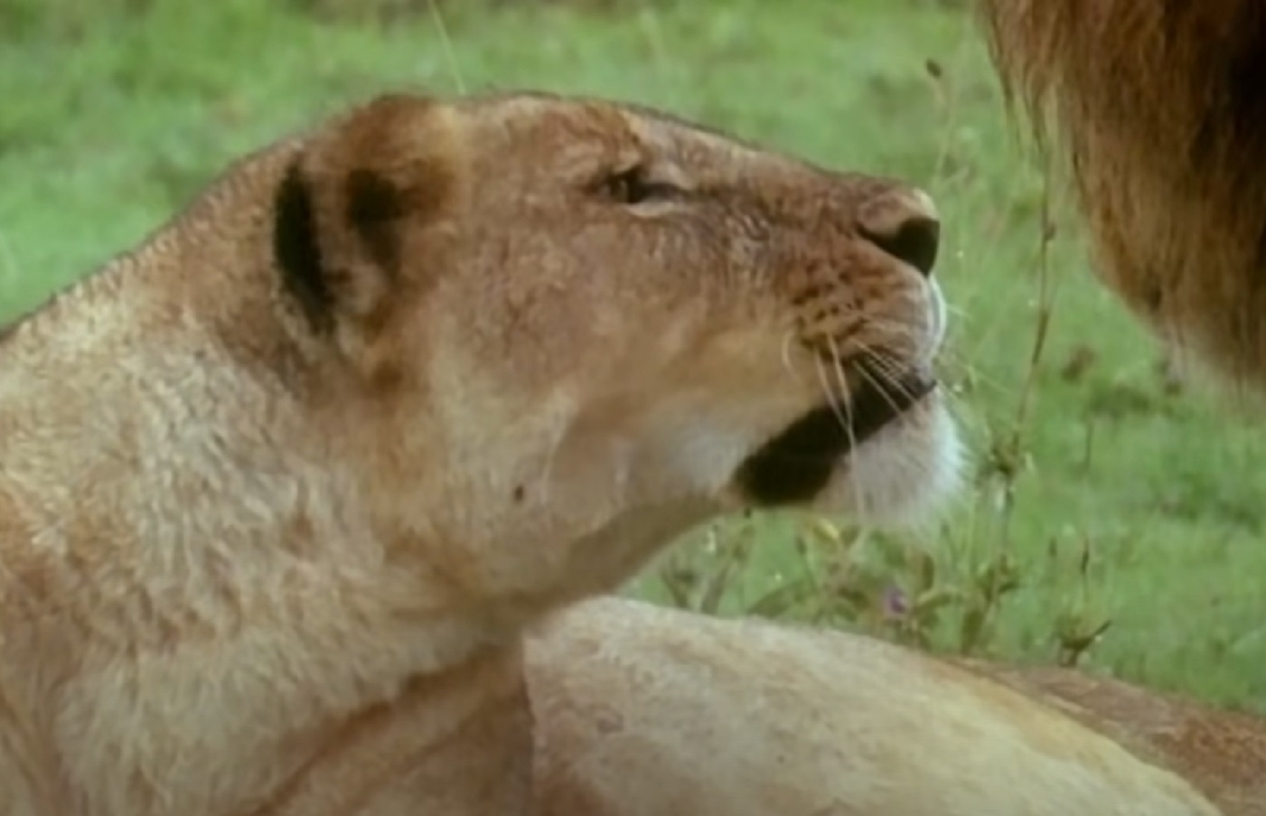 Screenshot of lions - from Planet Earth (TV Series)
