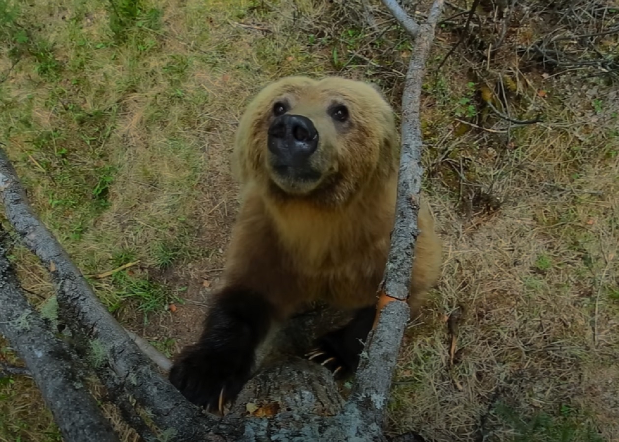 Screenshot of brown bear in the forest - from Planet Earth (TV Series)