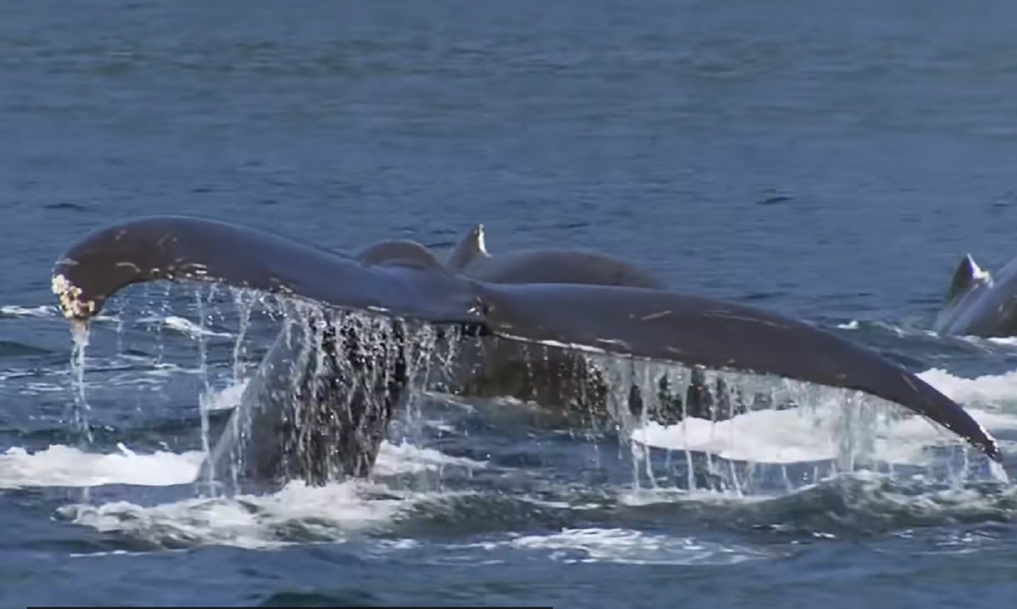 Screenshot of whales in the water - from Planet Earth (TV Series)