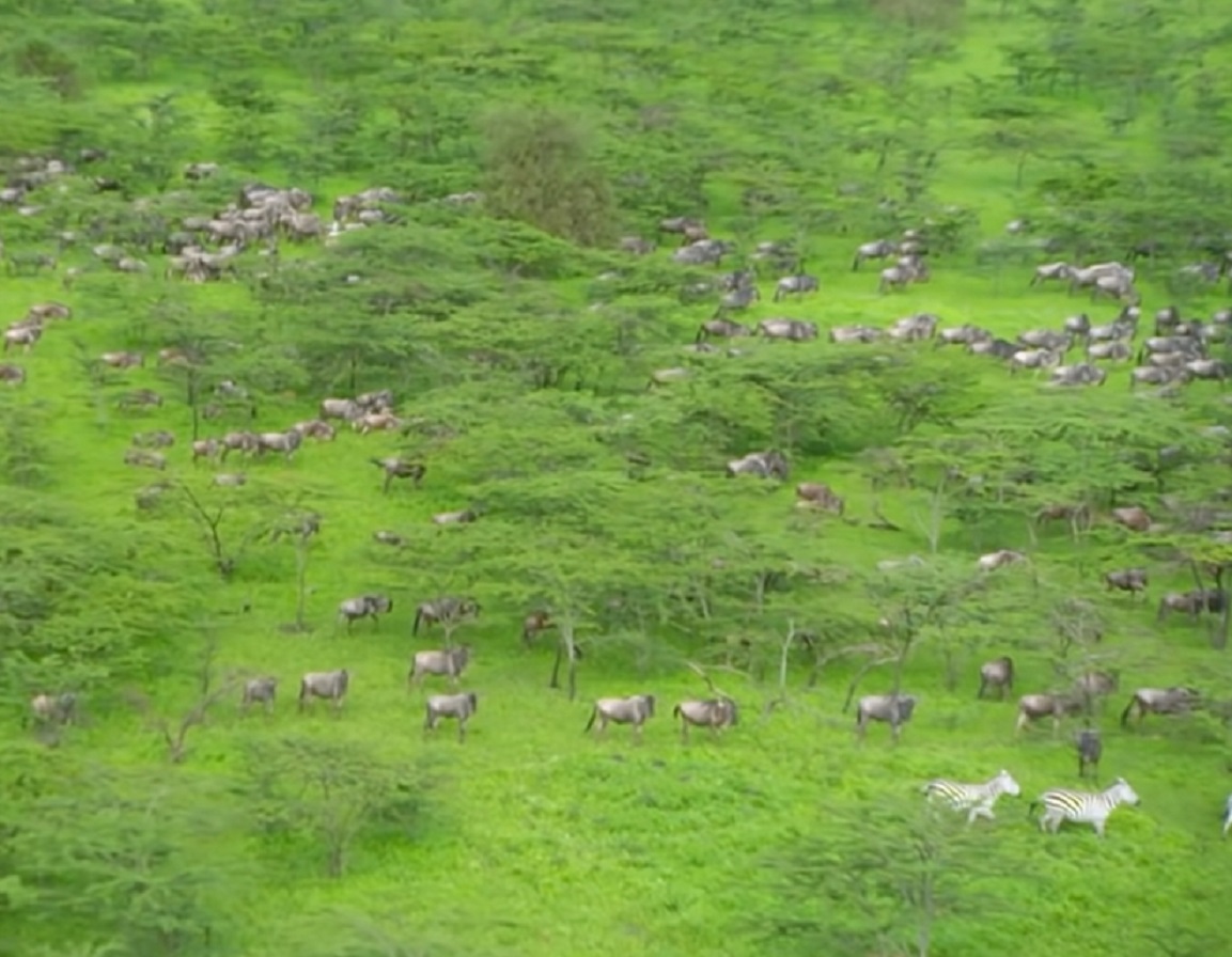 Screenshot of The Greatest Mammal Migration - from Planet Earth (TV Series)