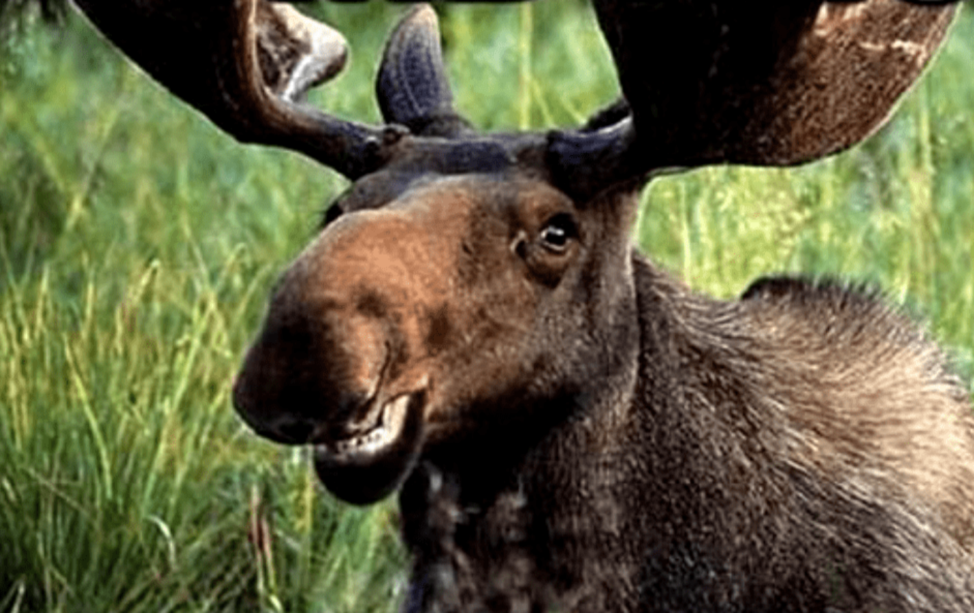 Animals In Warfare facts