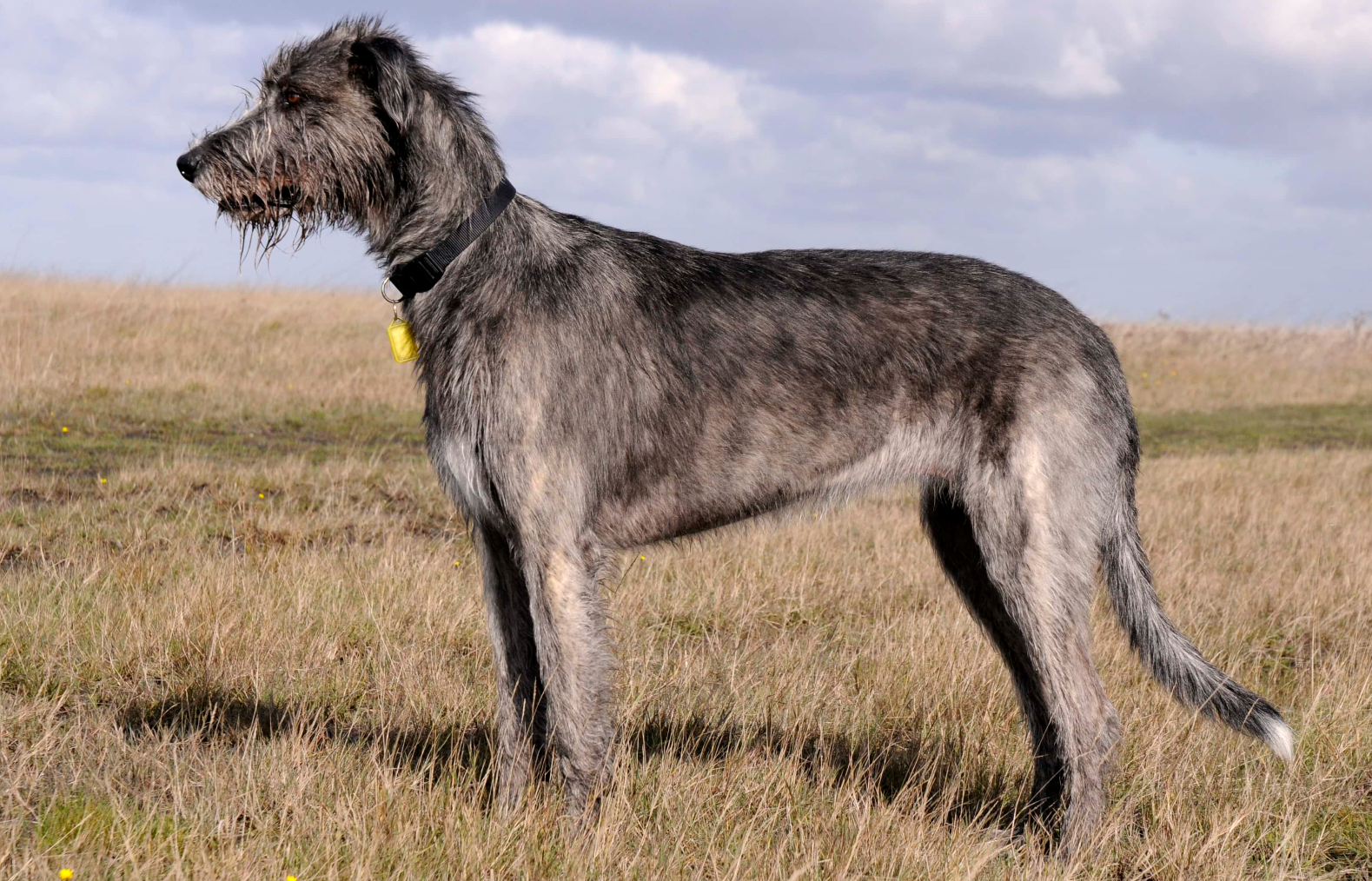 Animals In Warfare facts