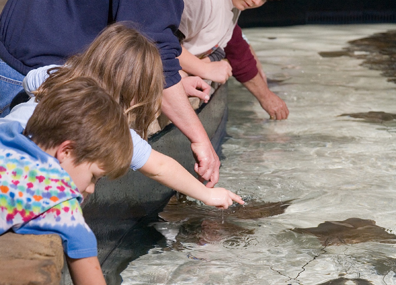 Kids at aquarium are petting the rays in the water.
