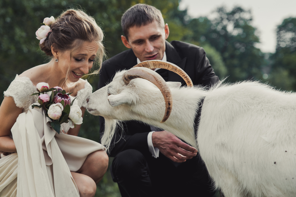 Bride in white wedding and groom in black tuxedo next to goat