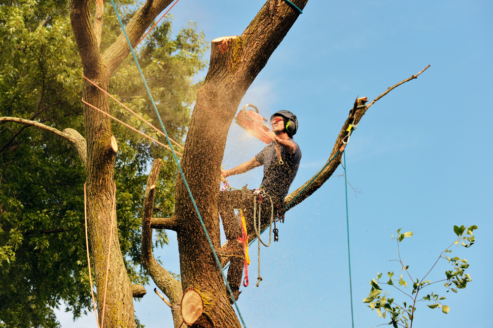 Arborist cutting tree