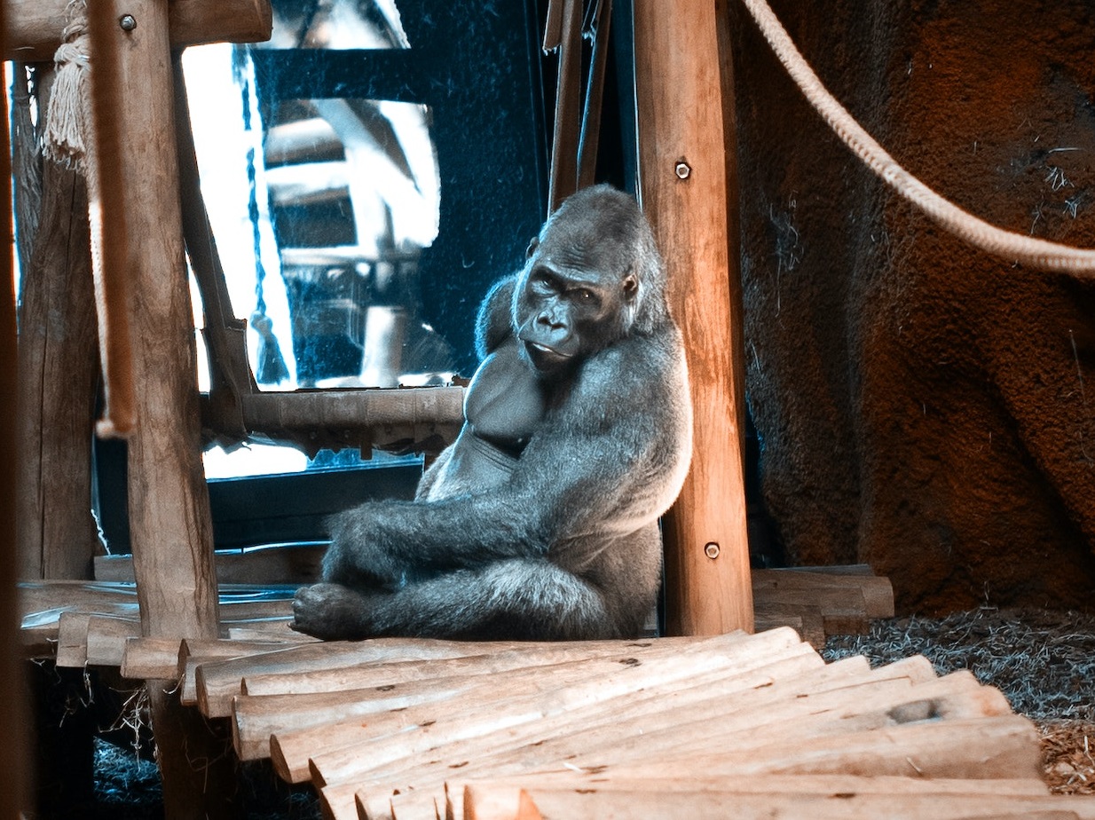 Gorilla sitting on tree logs at ZOO.