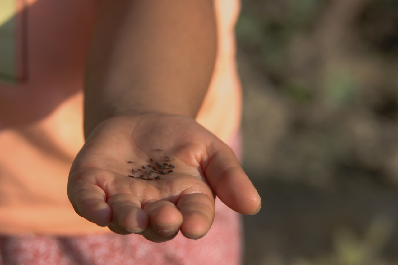 A person holding black seeds in hand in blurred background.