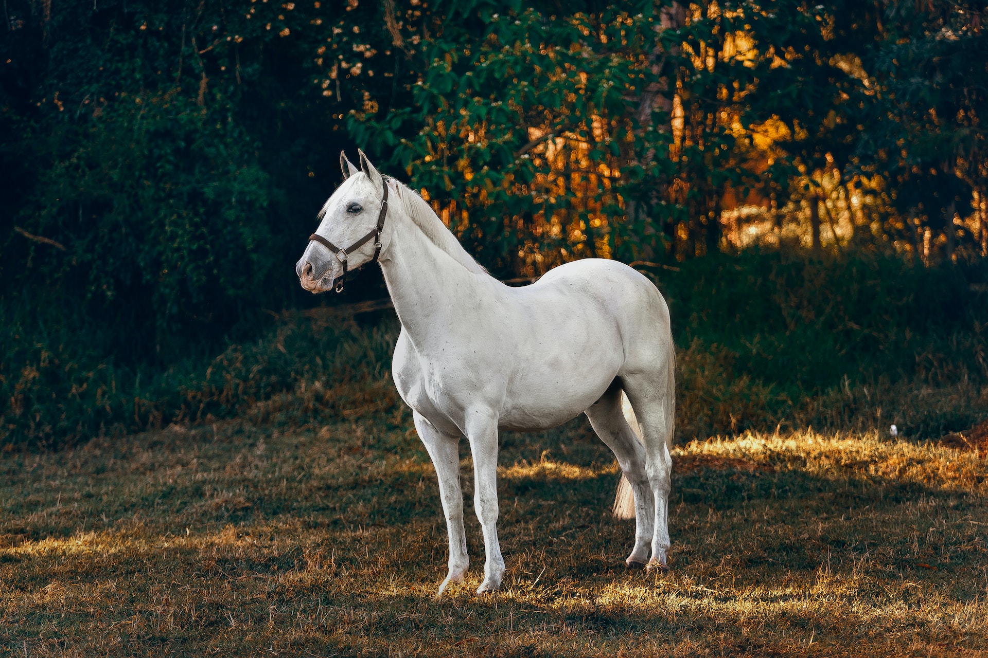 white horse on brown grass field