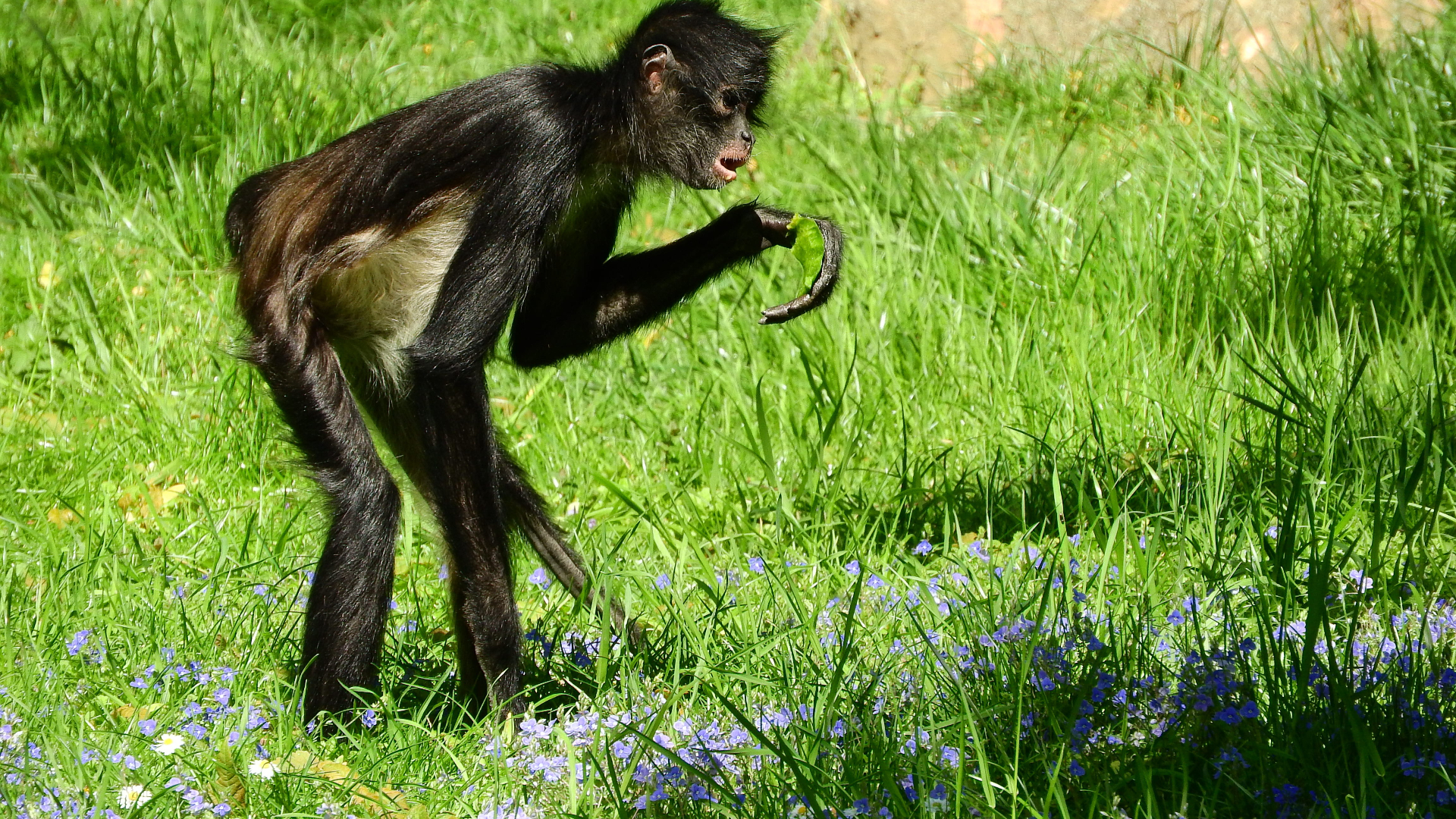 spider monkey in  zoo walking