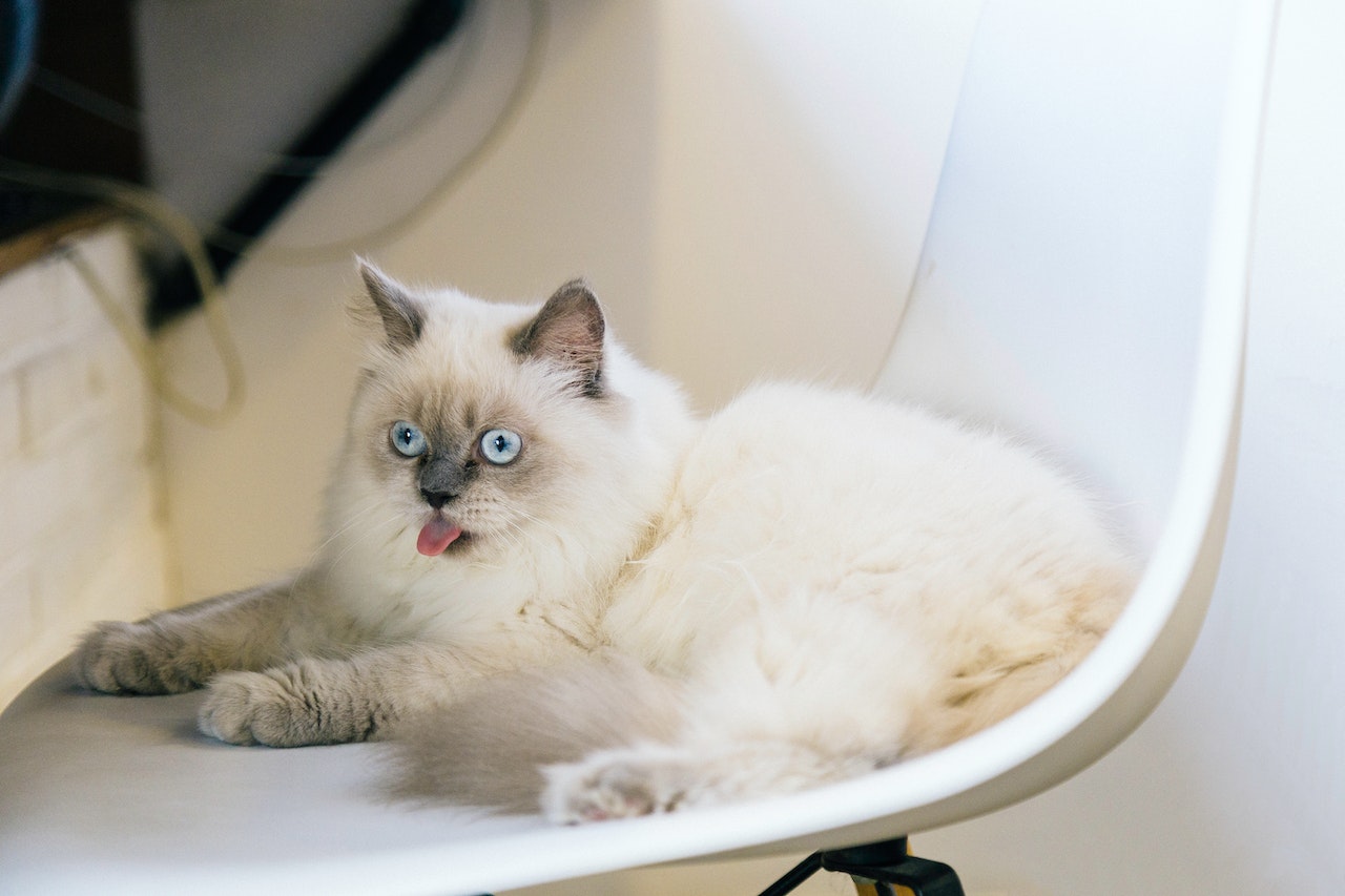 ragdoll cat with its tongue out