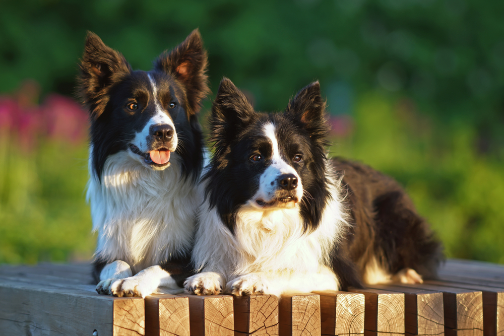 Two black and white Border Collie dogs posing outdoors