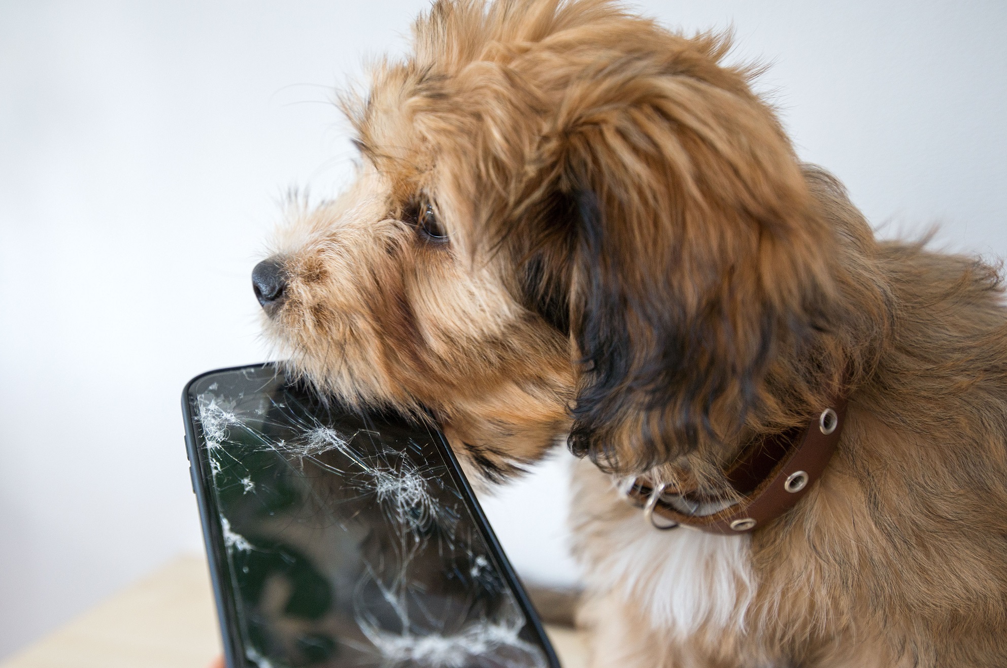 Puppy is holding a damaged cell phone in his mouth.
