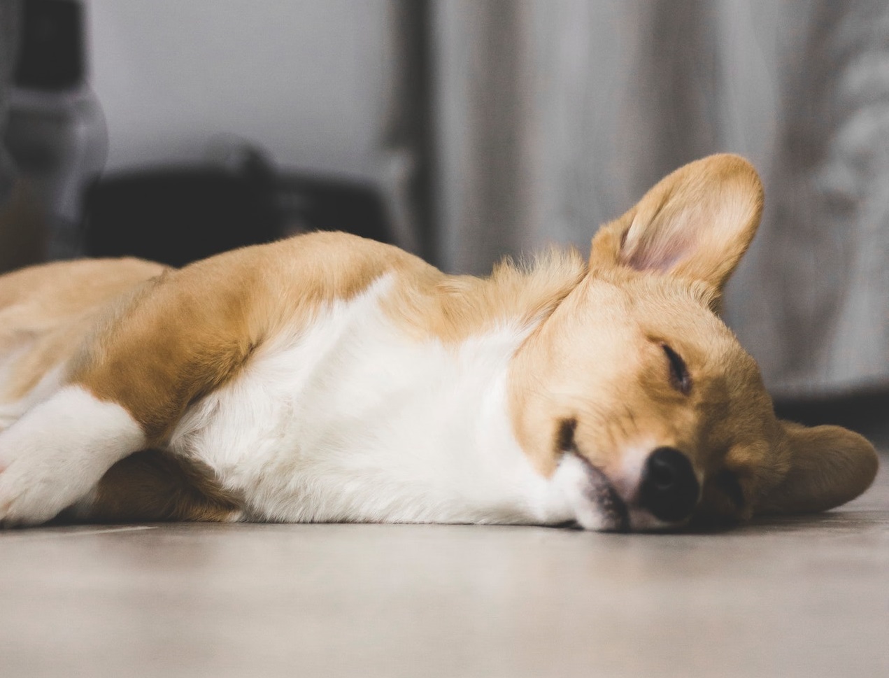 Brown and white corgi sleeping on the wooden floor.