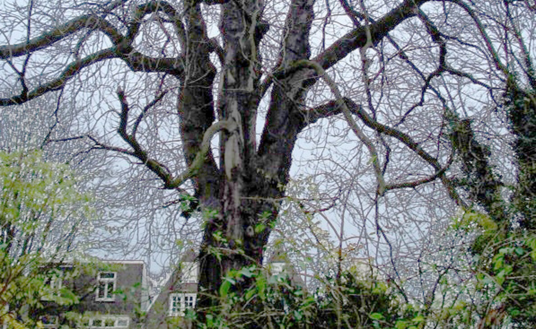 Photo of Anne Frank's Dying Chestnut Tree - 2006
