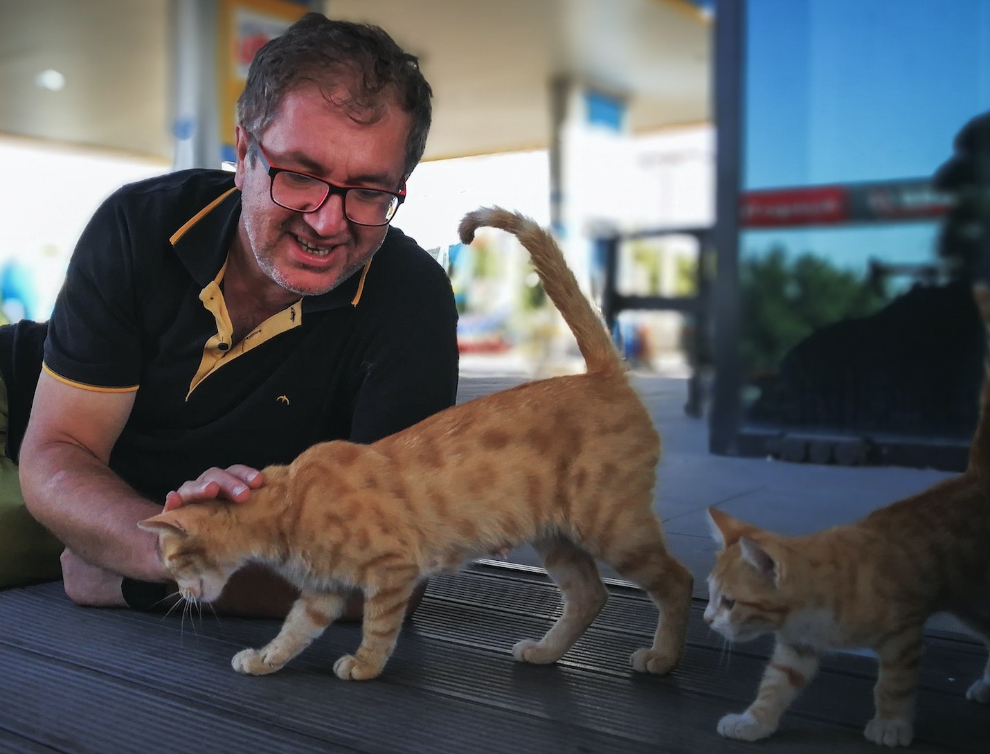 Man is playing with two yellow cats outside.