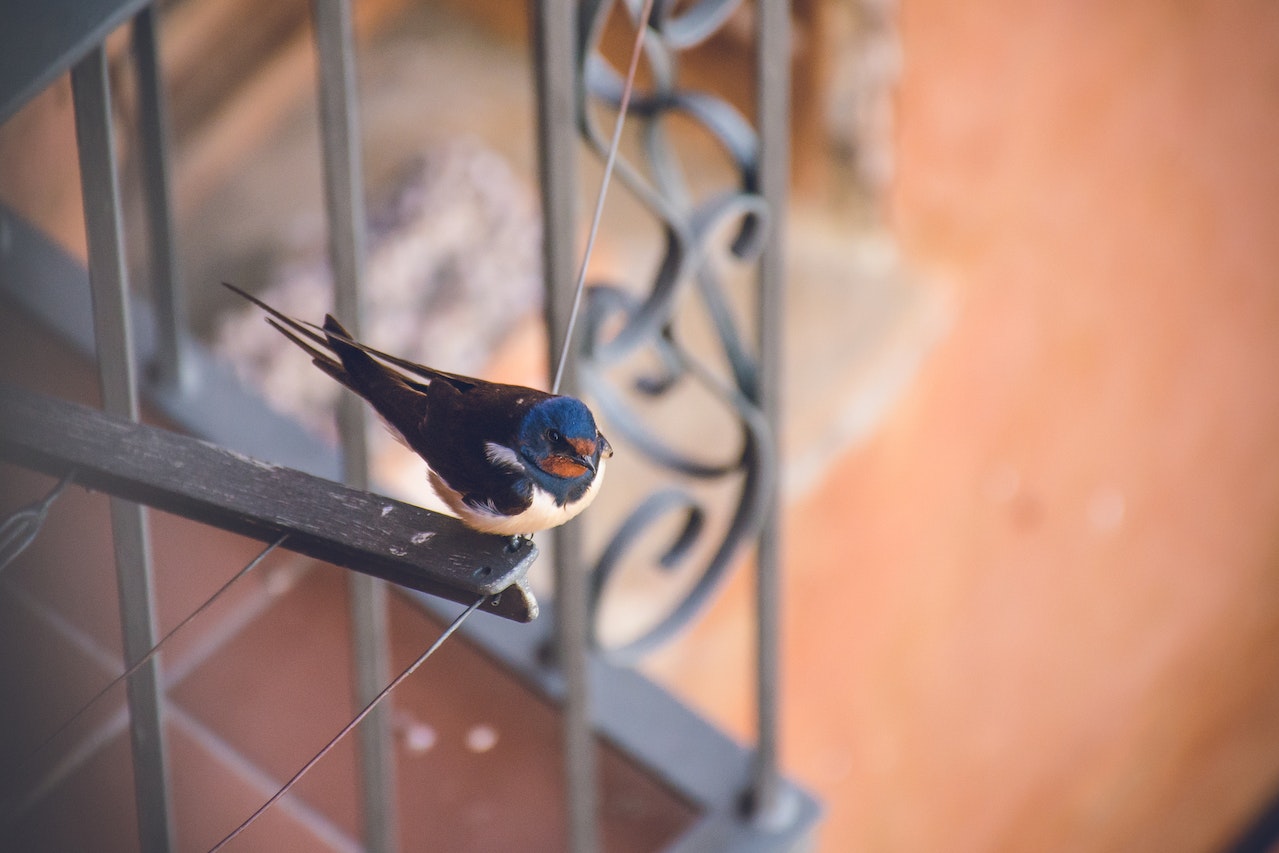 White, blue and black bird is seating on the metal frame of balcony.
