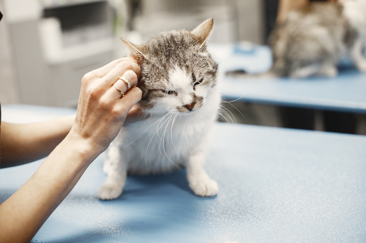 Cat is seating on the table and being checked by woman vet.