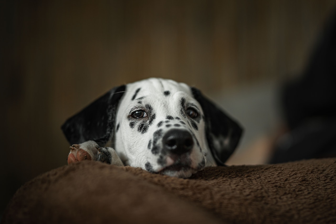 A Dalmatian dog is looking sad.
