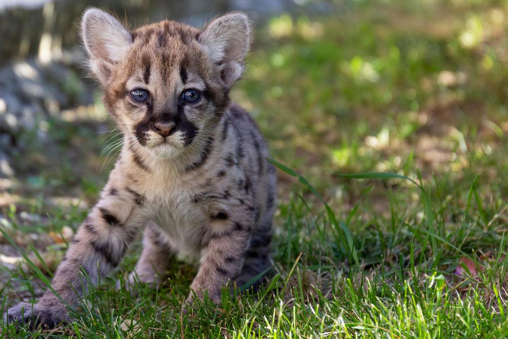 Little puma kitten is sitting on green grass