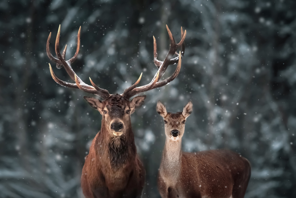 deer male and female in winter
