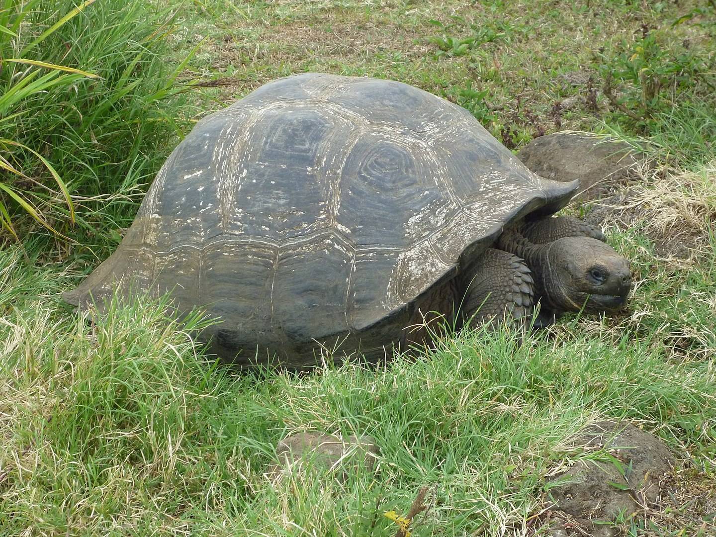 Gigantic Turtle in the Galapagos