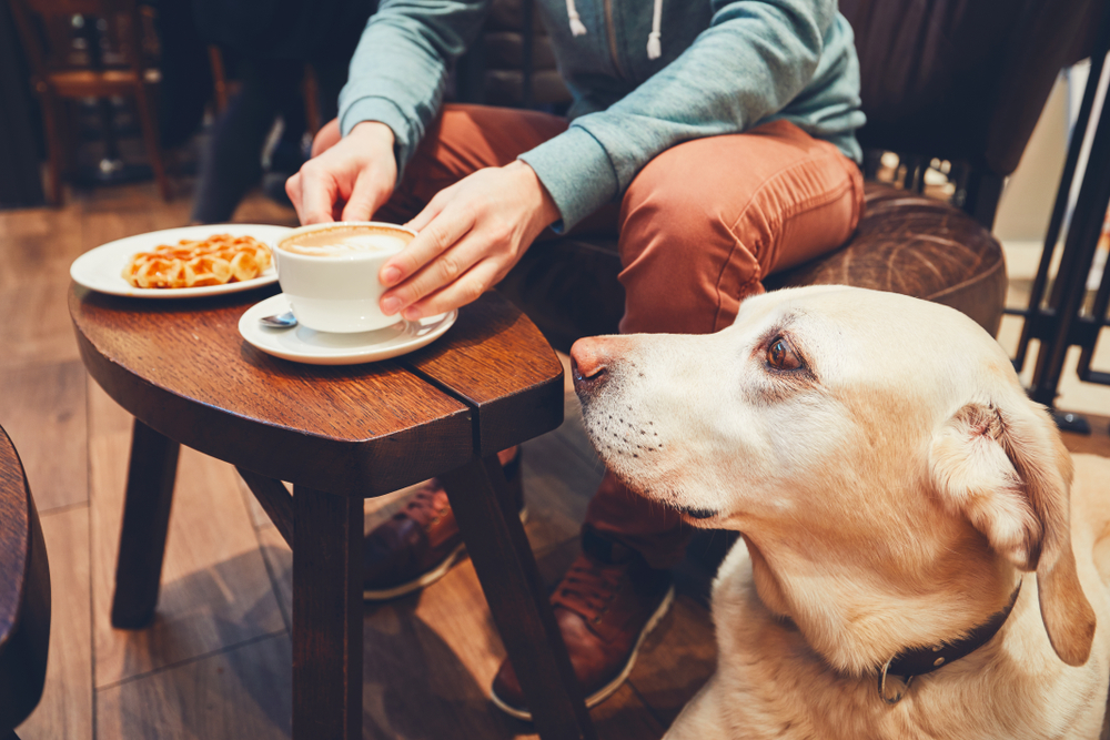 Curious dog looking on the table with sweet waffles and coffee