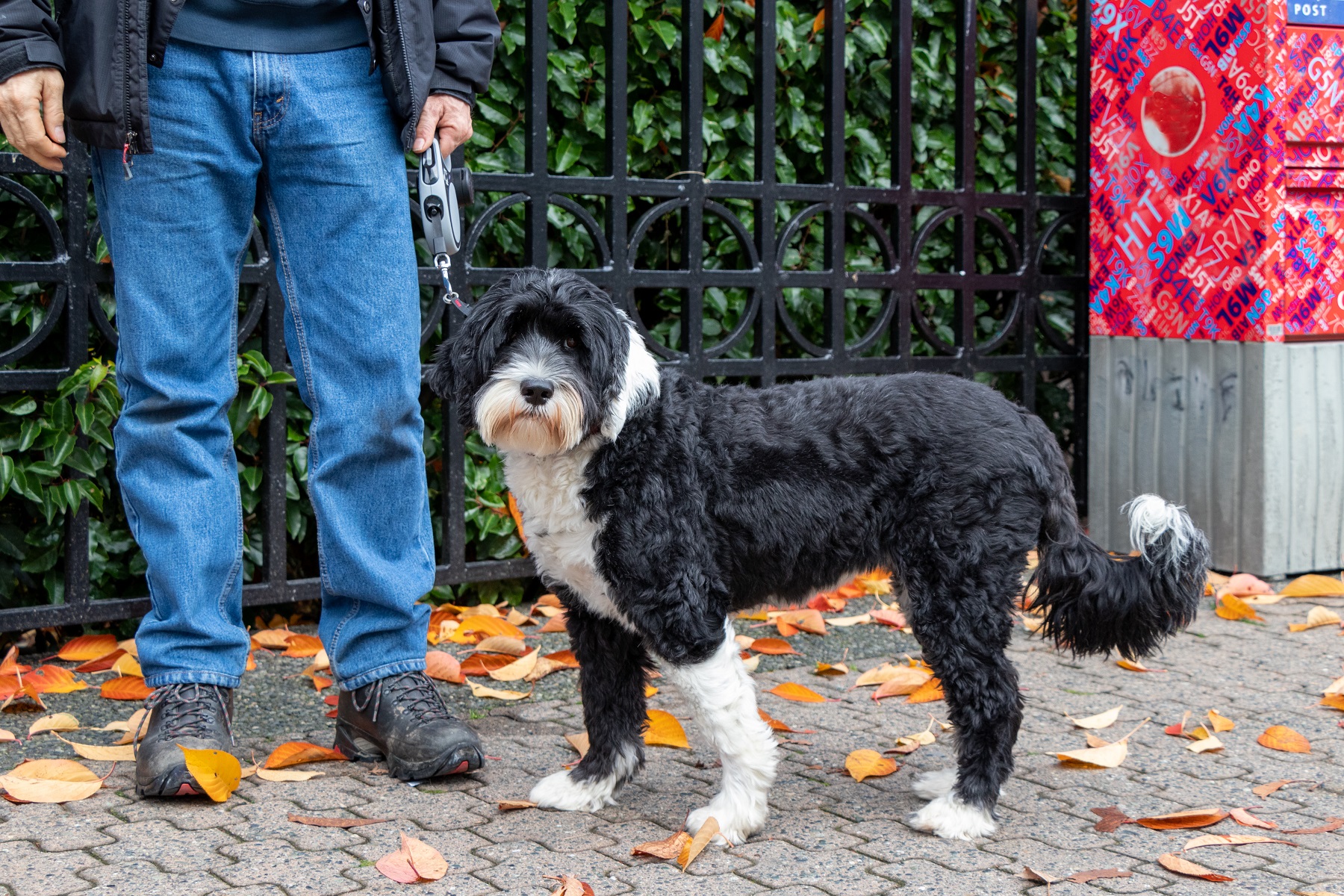 Portuguese water dog and man are walking on the street.