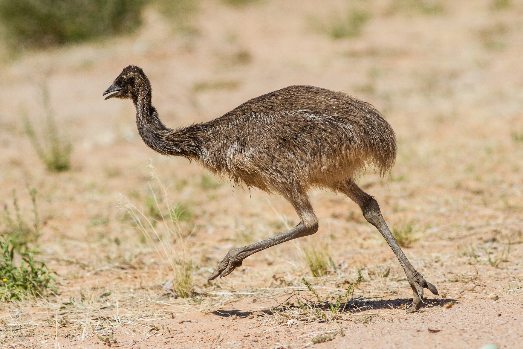 Emu Large Australian Bird, running in wild.