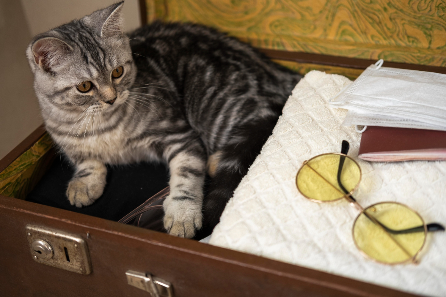 Grey cat is sitting in a brown luggage case and looking at side.