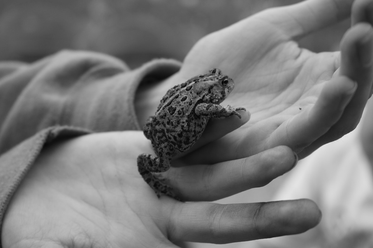 Child holding a frog in his hands.