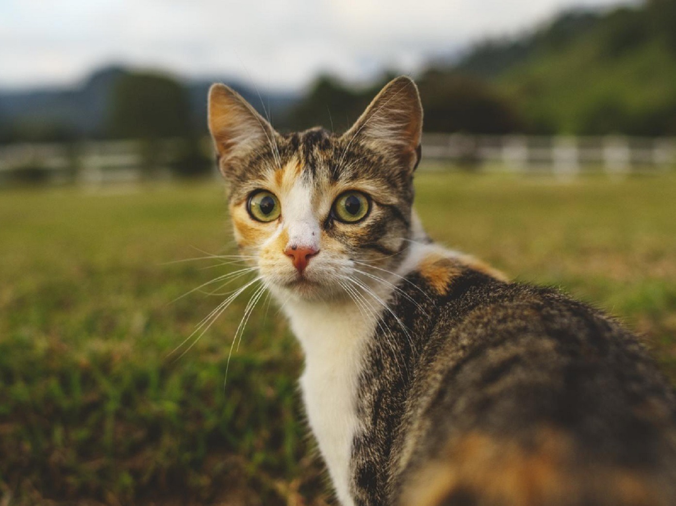 Cat is looking at camera with scared face.
