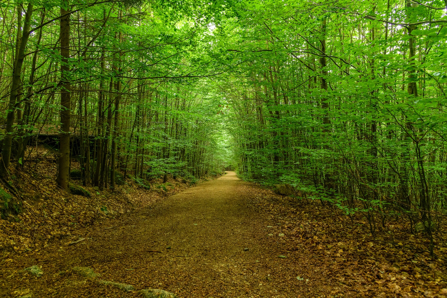 Road Leading Through Forest