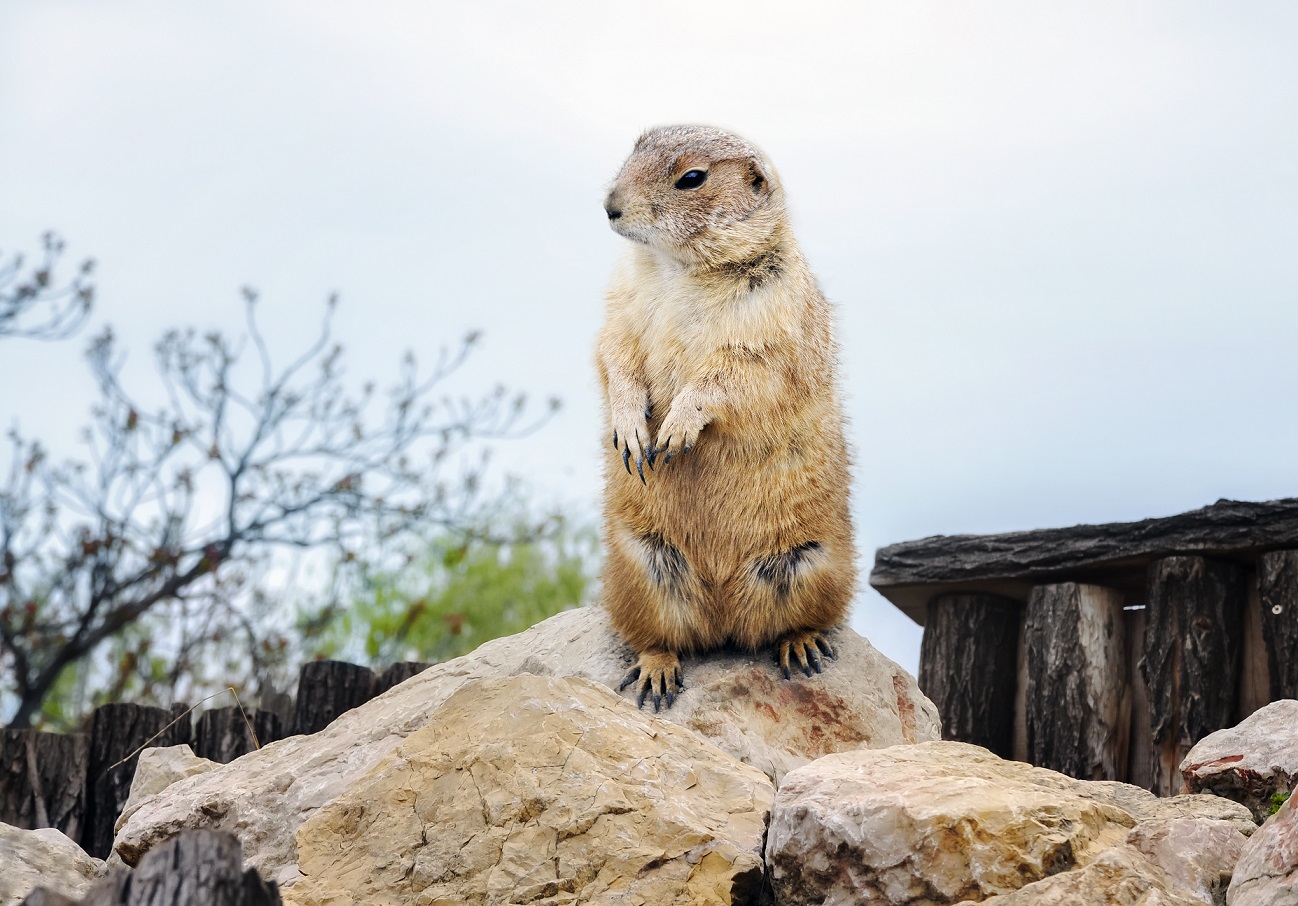 Groundhog emerged from his burrow at ZOO.