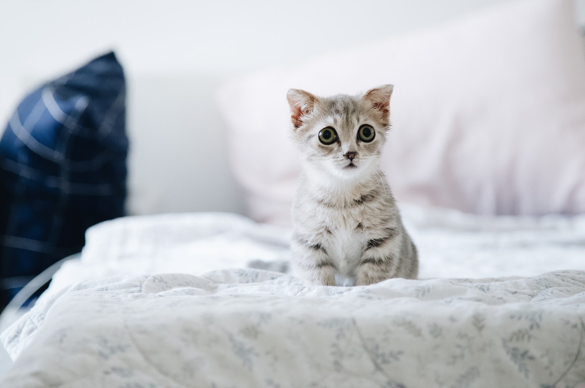 Gray little cat sitting on a bed