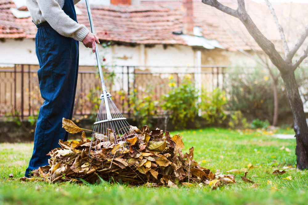 Old Man in blue pants and a sweater collecting fallen autumn leaves