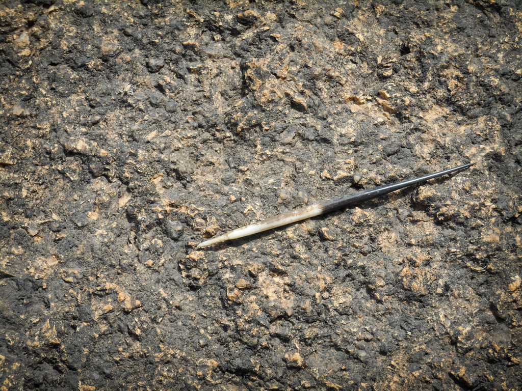 Porcupine quill