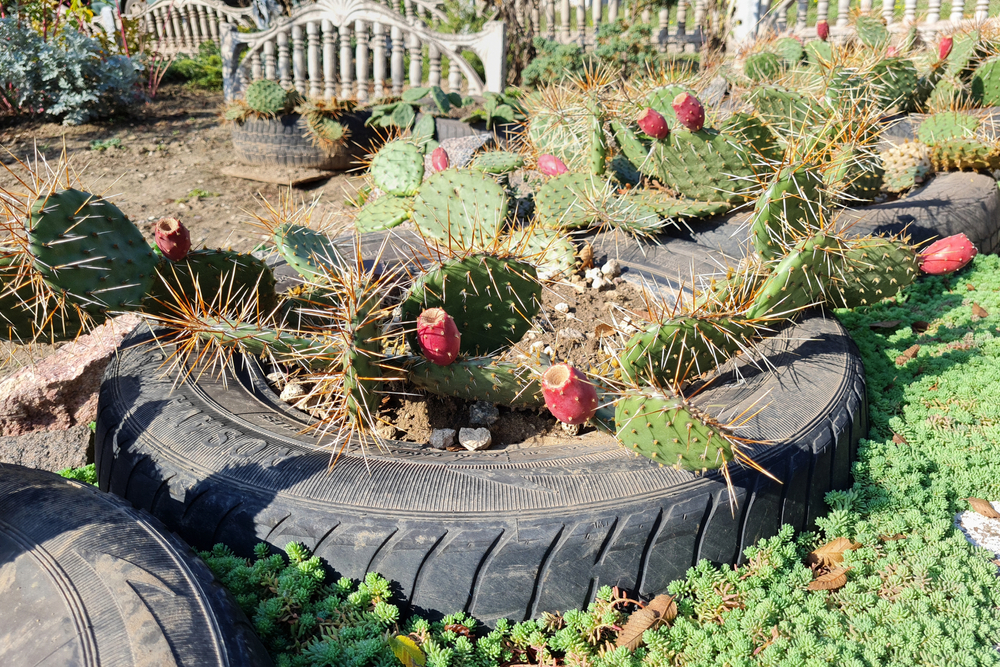 Cactuses with big thorns, blooming with red flowers growing inside a tires