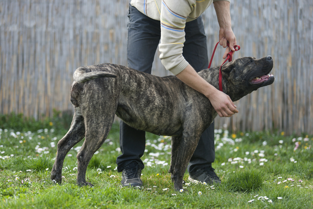 Big dog  on a leash and his owner holding the leash