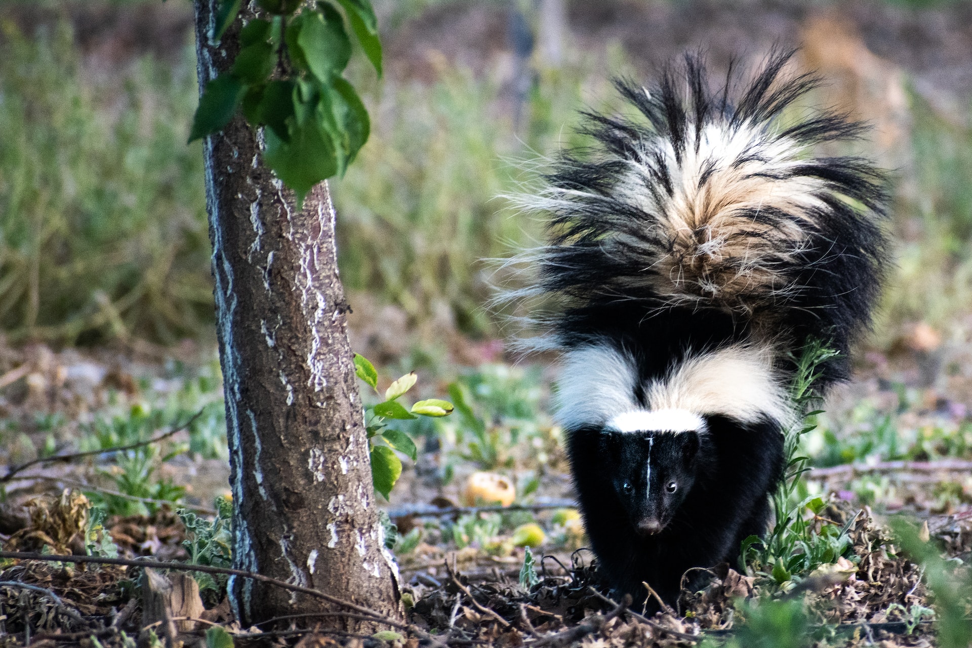Skunk animal passing by a tree,