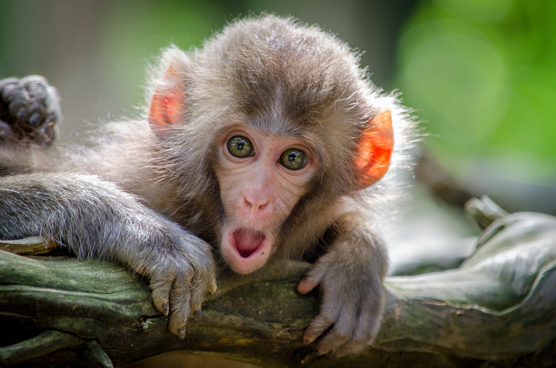 cute baby monkey
