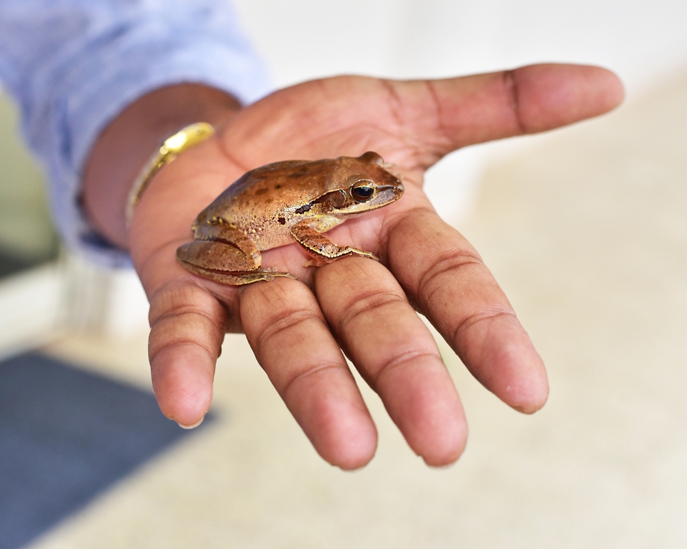 A pet frog