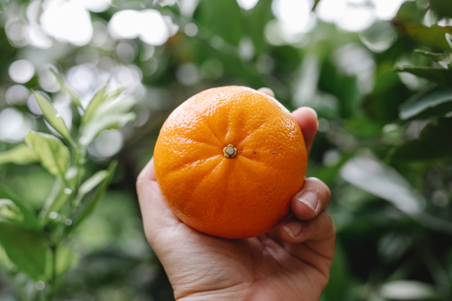 Hand Holding A Tangerine