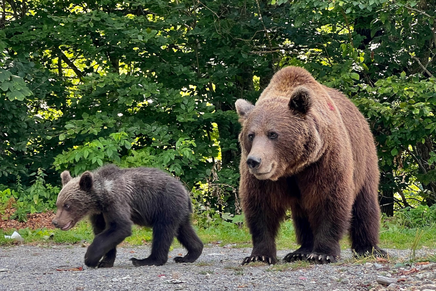 Bear and Cub in Forest