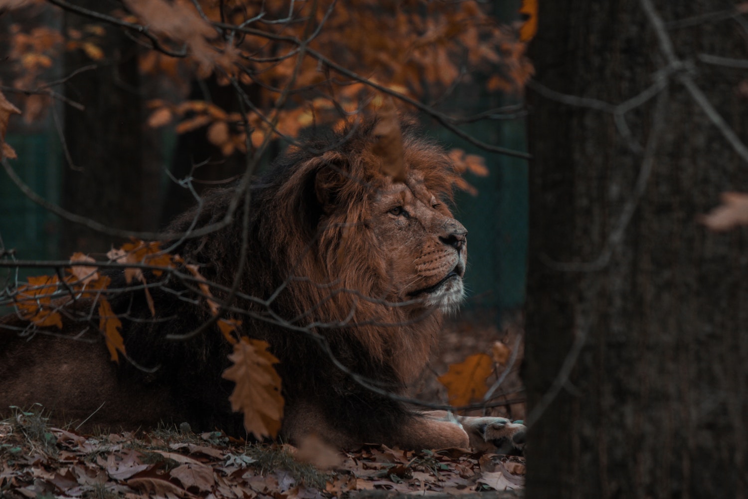 Side View Photo Of A Male Lion