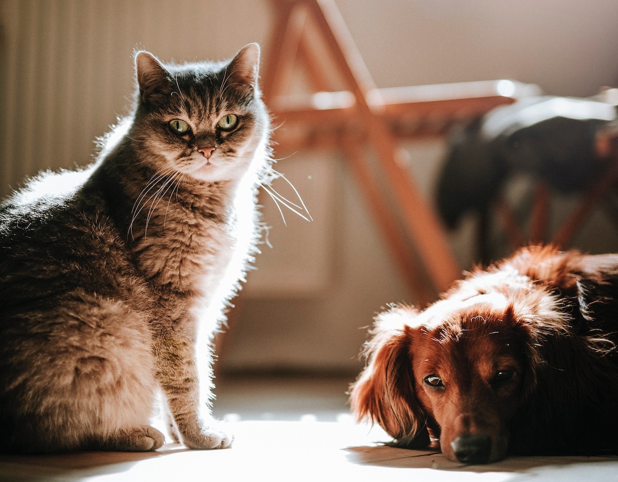 Cat and small dog are laying on the floor.