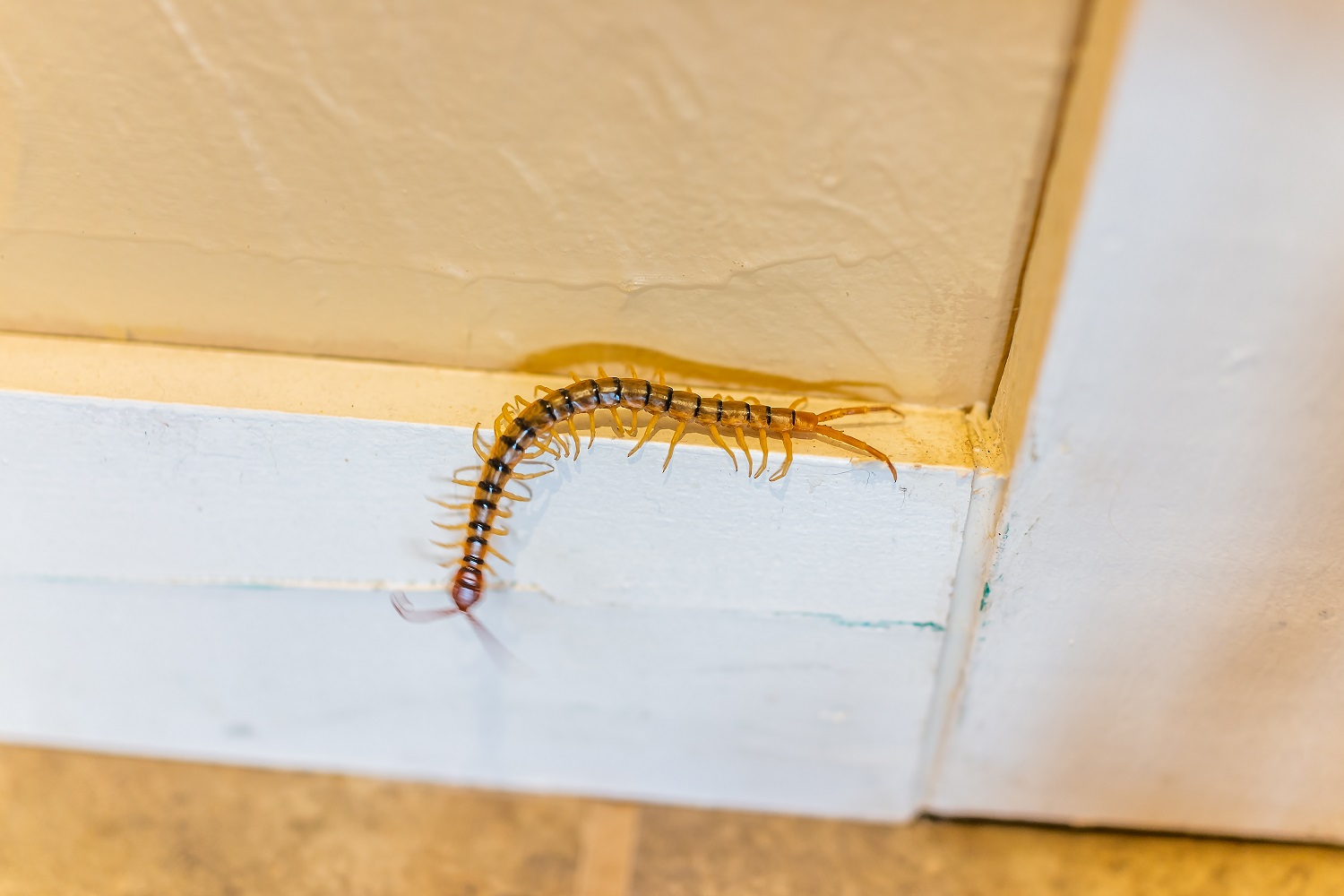 Large centipede crawling on the wall.