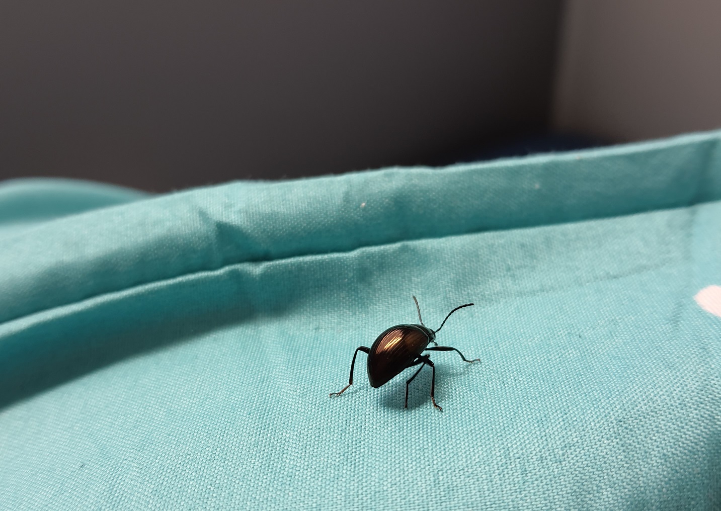 A black ladybug walking on a blue cloth.