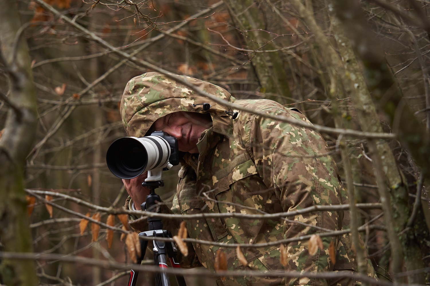 Professional wildlife photographer with camera in the wild